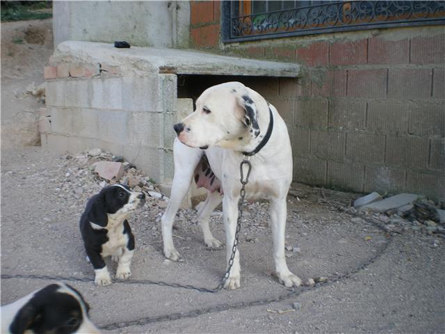 mezcla cachorro dálmata