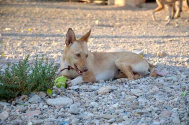 GPAR :: Grupo de Protección Animal de Rute