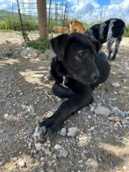 GPAR :: Grupo de Protección Animal de Rute
