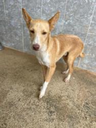GPAR :: Grupo de Protección Animal de Rute