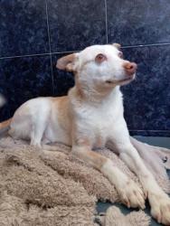GPAR :: Grupo de Protección Animal de Rute