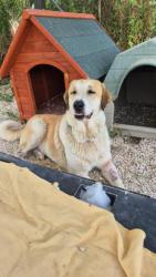 GPAR :: Grupo de Protección Animal de Rute
