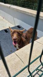 GPAR :: Grupo de Protección Animal de Rute