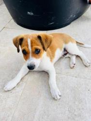 GPAR :: Grupo de Protección Animal de Rute