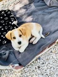 GPAR :: Grupo de Protección Animal de Rute