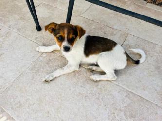 GPAR :: Grupo de Protección Animal de Rute