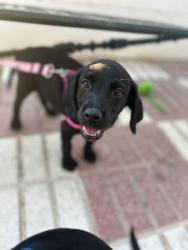 GPAR :: Grupo de Protección Animal de Rute