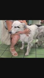 GPAR :: Grupo de Protección Animal de Rute