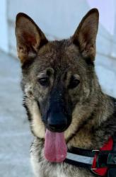 GPAR :: Grupo de Protección Animal de Rute