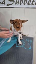 GPAR :: Grupo de Protección Animal de Rute
