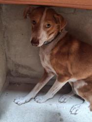 GPAR :: Grupo de Protección Animal de Rute
