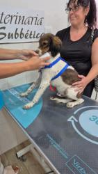 GPAR :: Grupo de Protección Animal de Rute