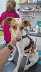 GPAR :: Grupo de Protección Animal de Rute