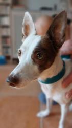 GPAR :: Grupo de Protección Animal de Rute