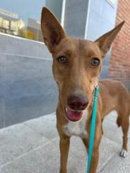 GPAR :: Grupo de Protección Animal de Rute