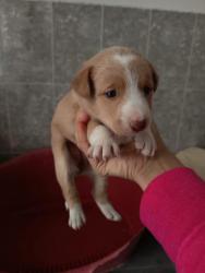 GPAR :: Grupo de Protección Animal de Rute