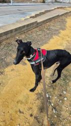 GPAR :: Grupo de Protección Animal de Rute