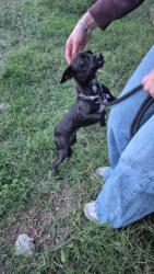 GPAR :: Grupo de Protección Animal de Rute