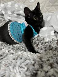 GPAR :: Grupo de Protección Animal de Rute