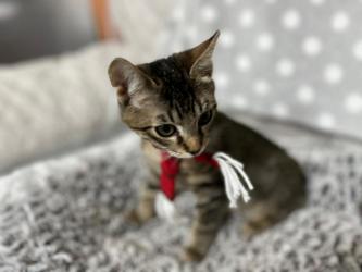 GPAR :: Grupo de Protección Animal de Rute