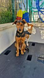 GPAR :: Grupo de Protección Animal de Rute