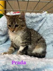 GPAR :: Grupo de Protección Animal de Rute