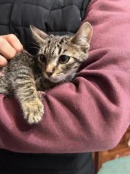 GPAR :: Grupo de Protección Animal de Rute