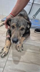 GPAR :: Grupo de Protección Animal de Rute