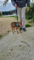 GPAR :: Grupo de Protección Animal de Rute