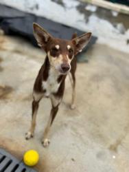 GPAR :: Grupo de Protección Animal de Rute