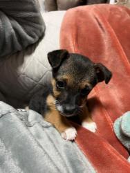 GPAR :: Grupo de Protección Animal de Rute