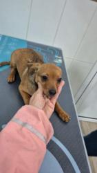 GPAR :: Grupo de Protección Animal de Rute