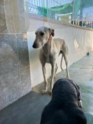 GPAR :: Grupo de Protección Animal de Rute