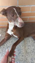 GPAR :: Grupo de Protección Animal de Rute