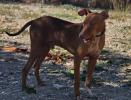 GPAR :: Grupo de Protección Animal de Rute