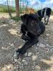 GPAR :: Grupo de Protección Animal de Rute