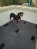 GPAR :: Grupo de Protección Animal de Rute