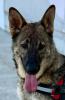 GPAR :: Grupo de Protección Animal de Rute