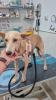 GPAR :: Grupo de Protección Animal de Rute