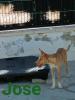 GPAR :: Grupo de Protección Animal de Rute