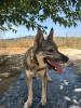 GPAR :: Grupo de Protección Animal de Rute