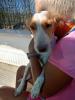 GPAR :: Grupo de Protección Animal de Rute