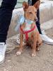GPAR :: Grupo de Protección Animal de Rute
