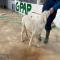 GPAR :: Grupo de Protección Animal de Rute