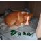GPAR :: Grupo de Protección Animal de Rute