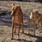 GPAR :: Grupo de Protección Animal de Rute