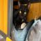 GPAR :: Grupo de Protección Animal de Rute
