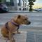 GPAR :: Grupo de Protección Animal de Rute
