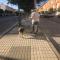 GPAR :: Grupo de Protección Animal de Rute