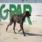 GPAR :: Grupo de Protección Animal de Rute